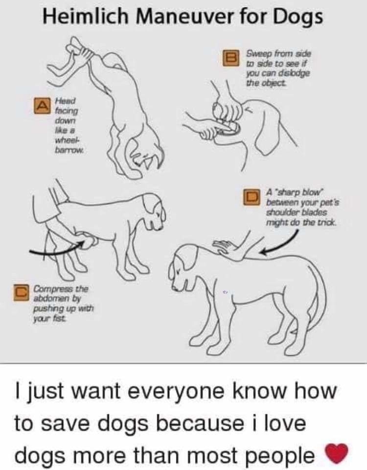 heimlich maneuver for dogs put the head face down lifting up the legs like a wheelbarrow, sweep the mouth from side to side to dislodge the object, compress the abdomen by pushing up with a fist, and then apply a sharp blow between their shoulder blades