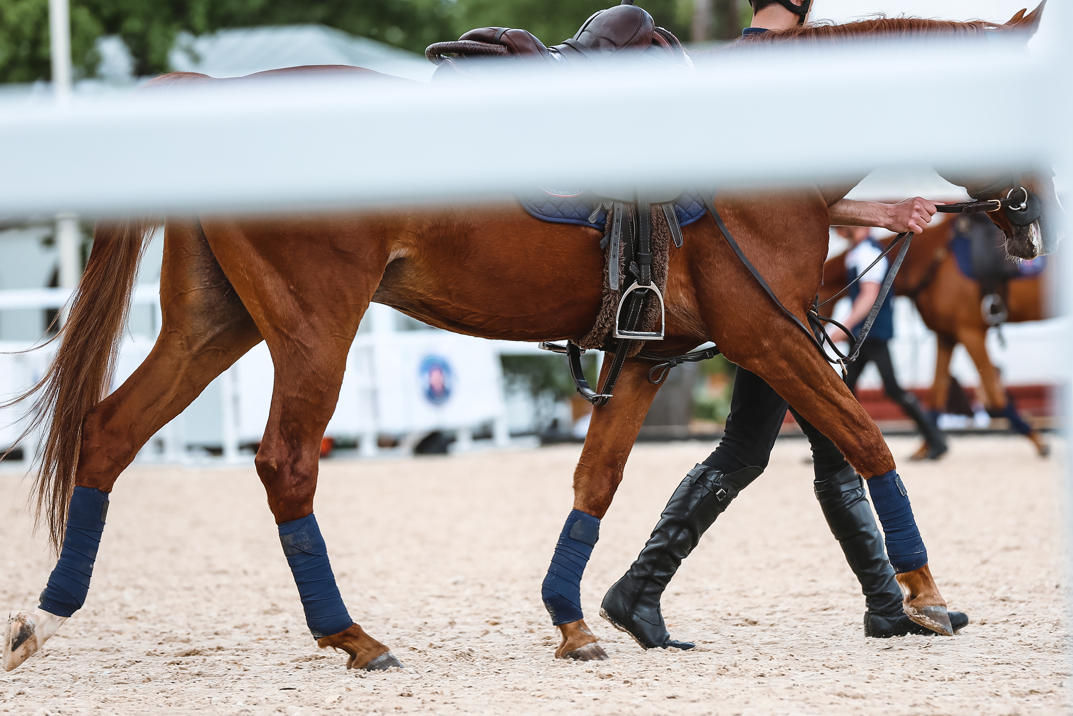 A full-body shot of af horse at a horse show, partially obstructed by a gate