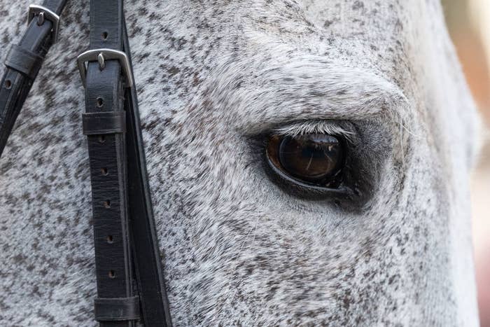 Close-up of a horse&#x27;s face, focused on the eye