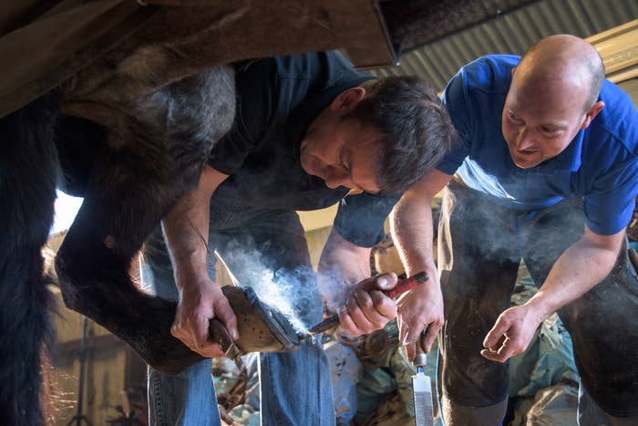 Two farriers hold up a horse&#x27;s leg and foot as they put on a horseshoe