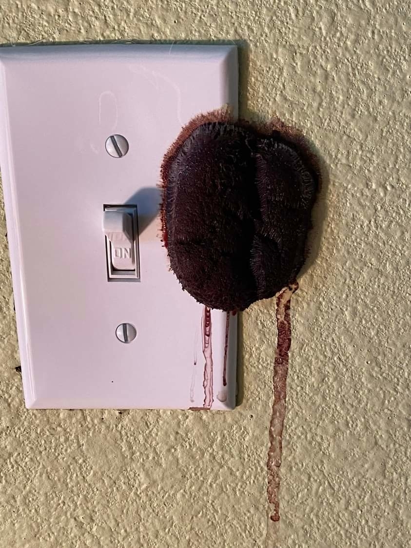 Possible slime mold that looks like an oozing blood clot stuck on a light switch