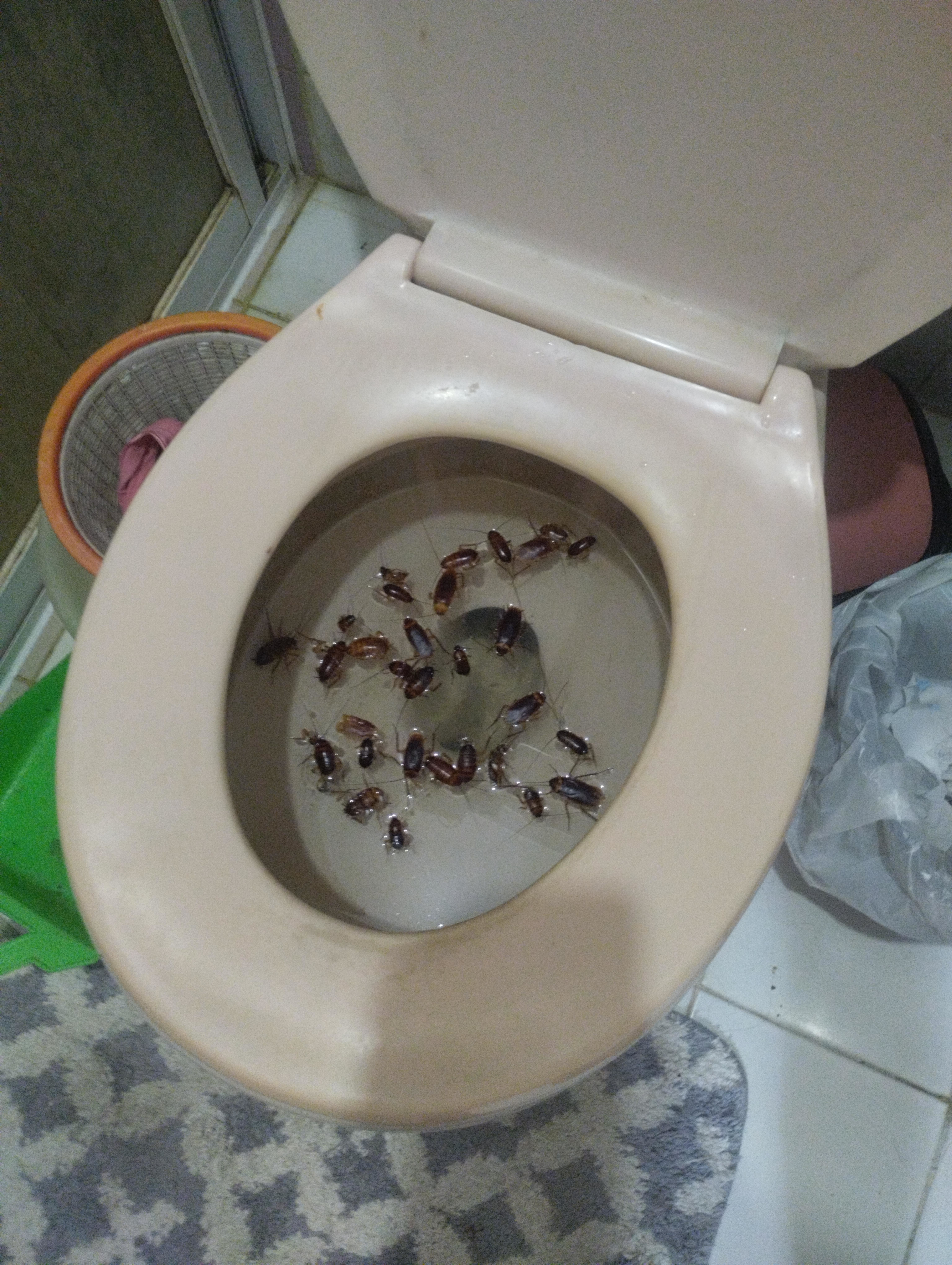 A toilet bowl filled with roaches