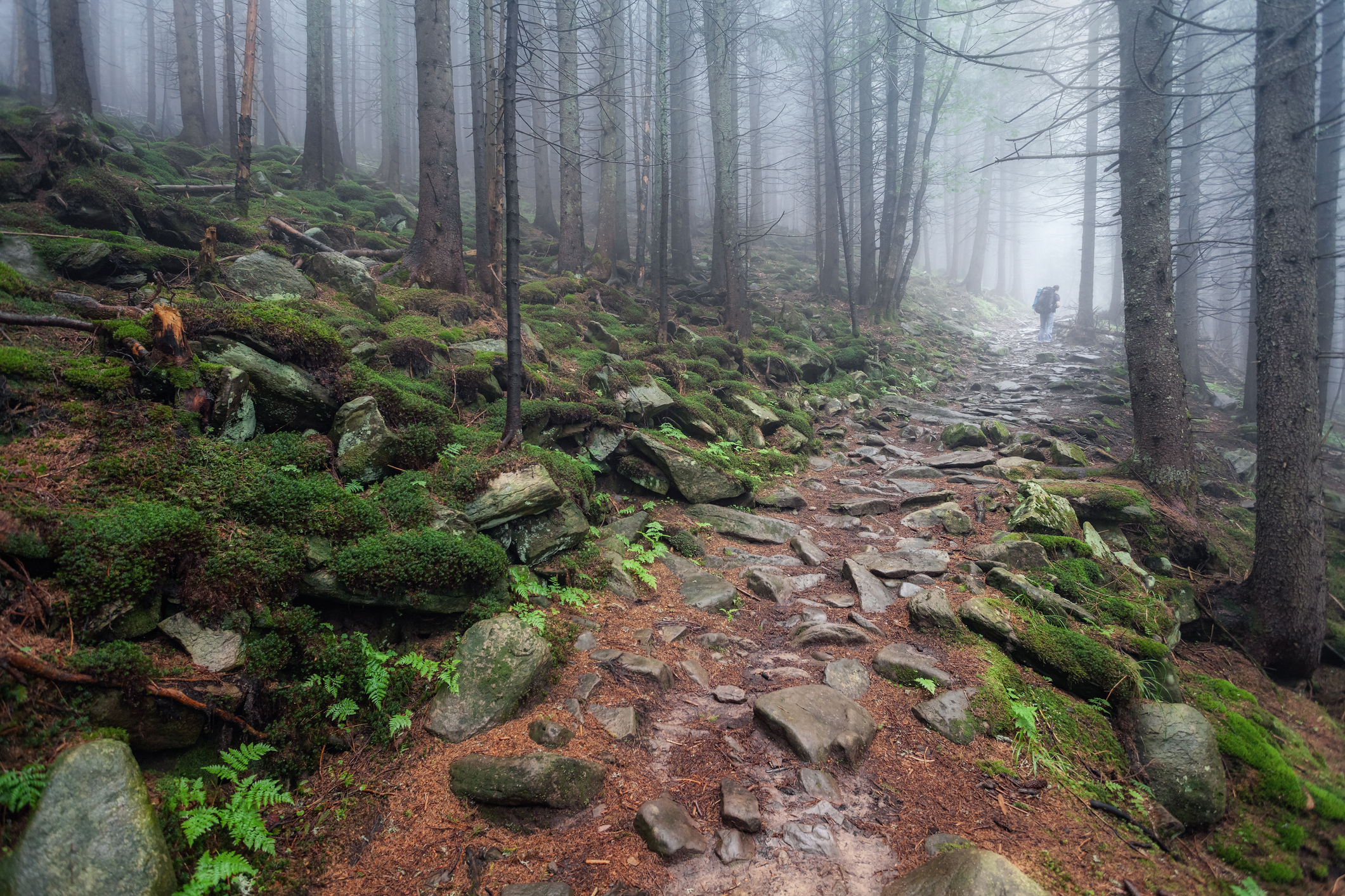 Hiking trail in a foggy forest
