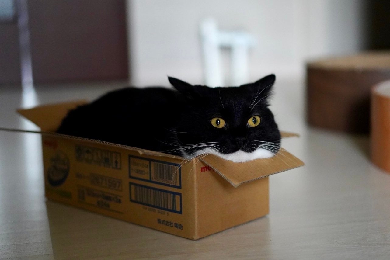口元が「ω」の人気猫、“珍しい表情”をとらえた1枚を投稿→「写真選びの