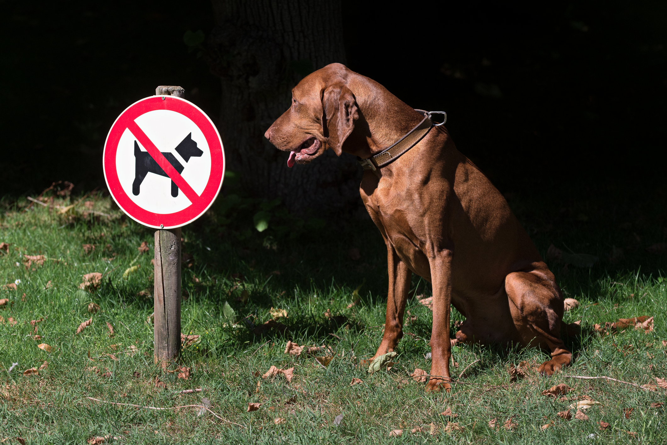 dog peeing next to a don&#x27;t pee sign