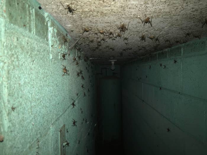 Bunker filled with spiders