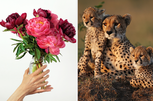 a flower bouquet on the left and a family of cheetahs on the right