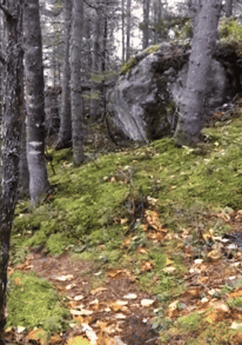 a forest floor moves up and down like it is breathing