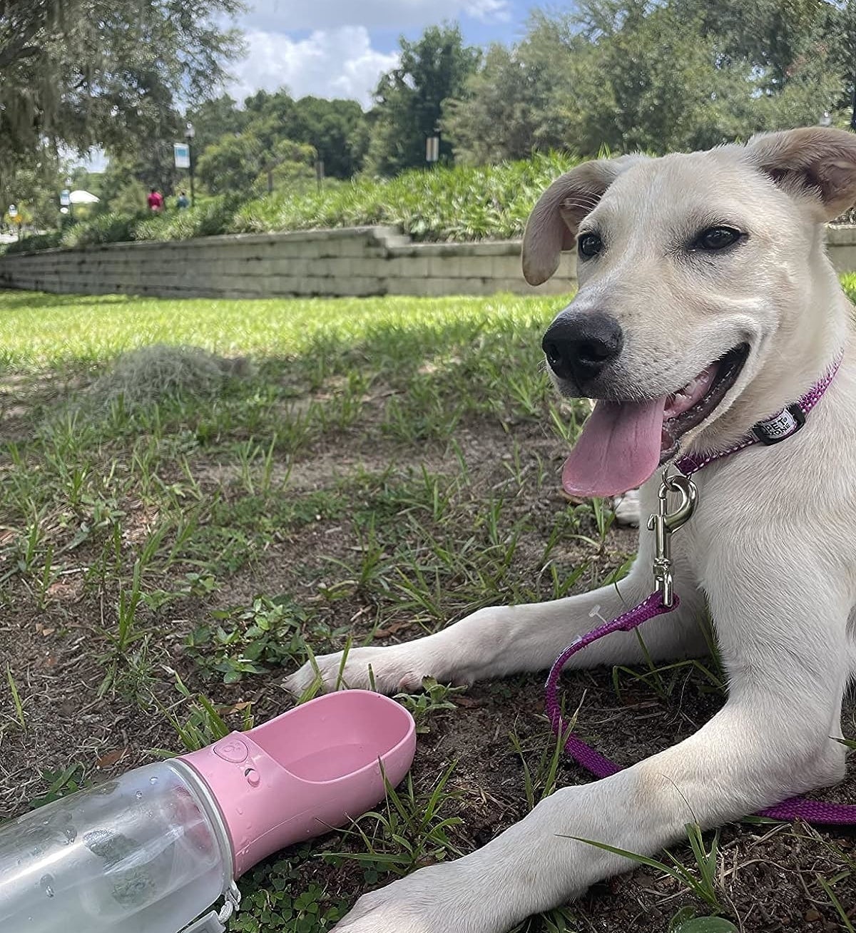 Reviewer image of their dog with the pink water bottle on the grass