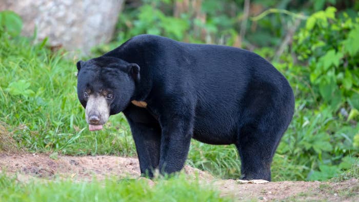 The Malayan Sun Bear