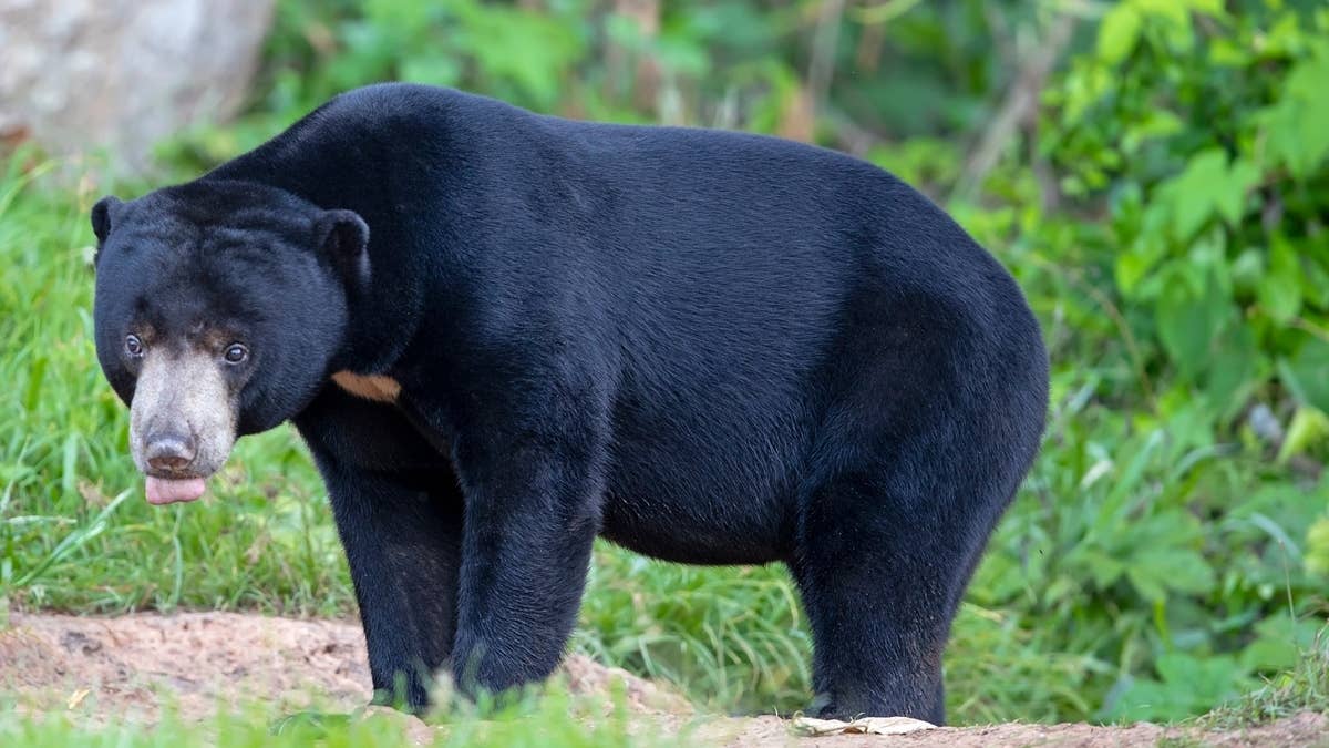 A Chinese zoo has been forced to clarify that the Malaysian sun bears that inhabit their zoo are in fact real, despite rumors spreading that they're merely "humans in disguise."