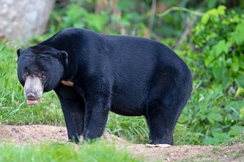 China Zoo Bears