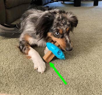Reviewer's dog chewy on cheese stick