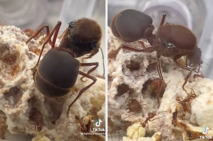 Closeup of an ant queen