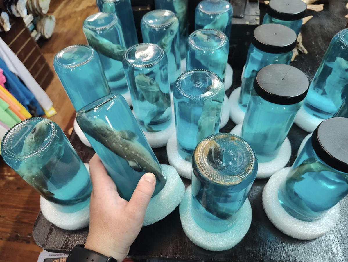 Preserved baby sharks in bottles