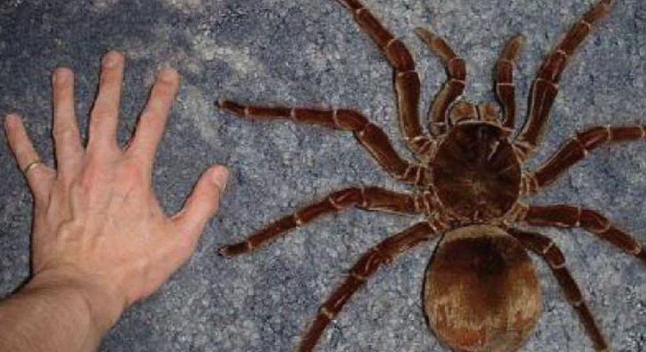A hand next to a Goliath Birdeater