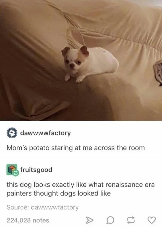Photo of a small white dog with golden ears and caption, "Mom's potato staring at me across the room," response: "This dog looks exactly like what Renaissance era painters thought dogs looked like"