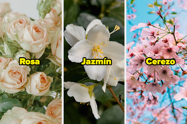 Elige un montón de colores y te diré si tienes vibra de jazmín, cerezo o rosa
