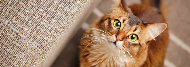 76 Scaredy Cats ideas  cats, crazy cats, funny cats