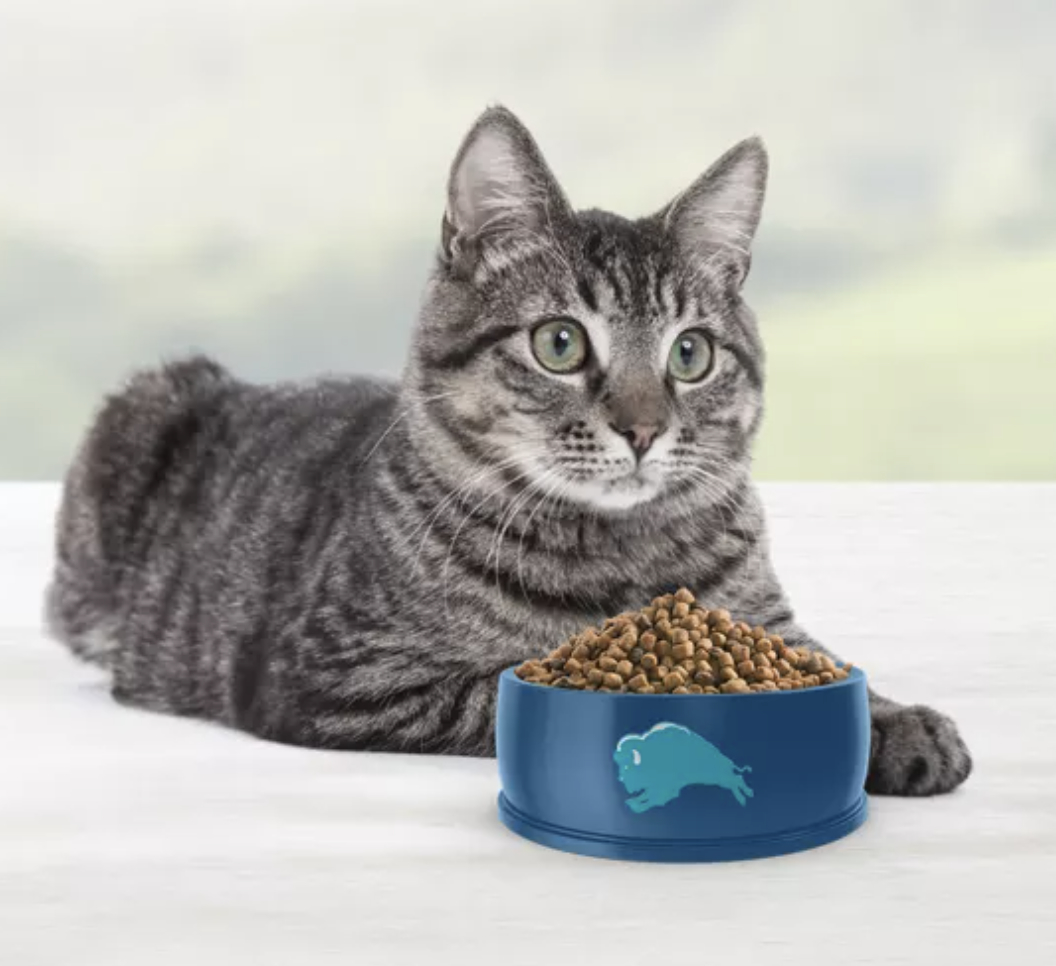a cat with dry food in front of it