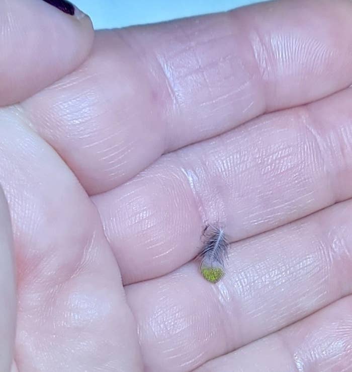 A tiny feather resting on a finger