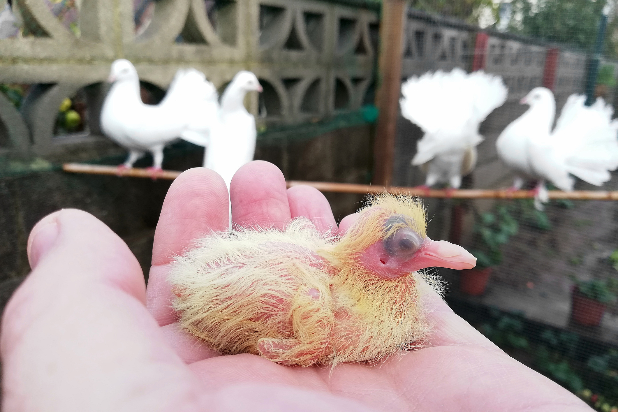 A tiny baby bird with large eyes, intermittent feathers, and large beak and sitting in the palm of a hand