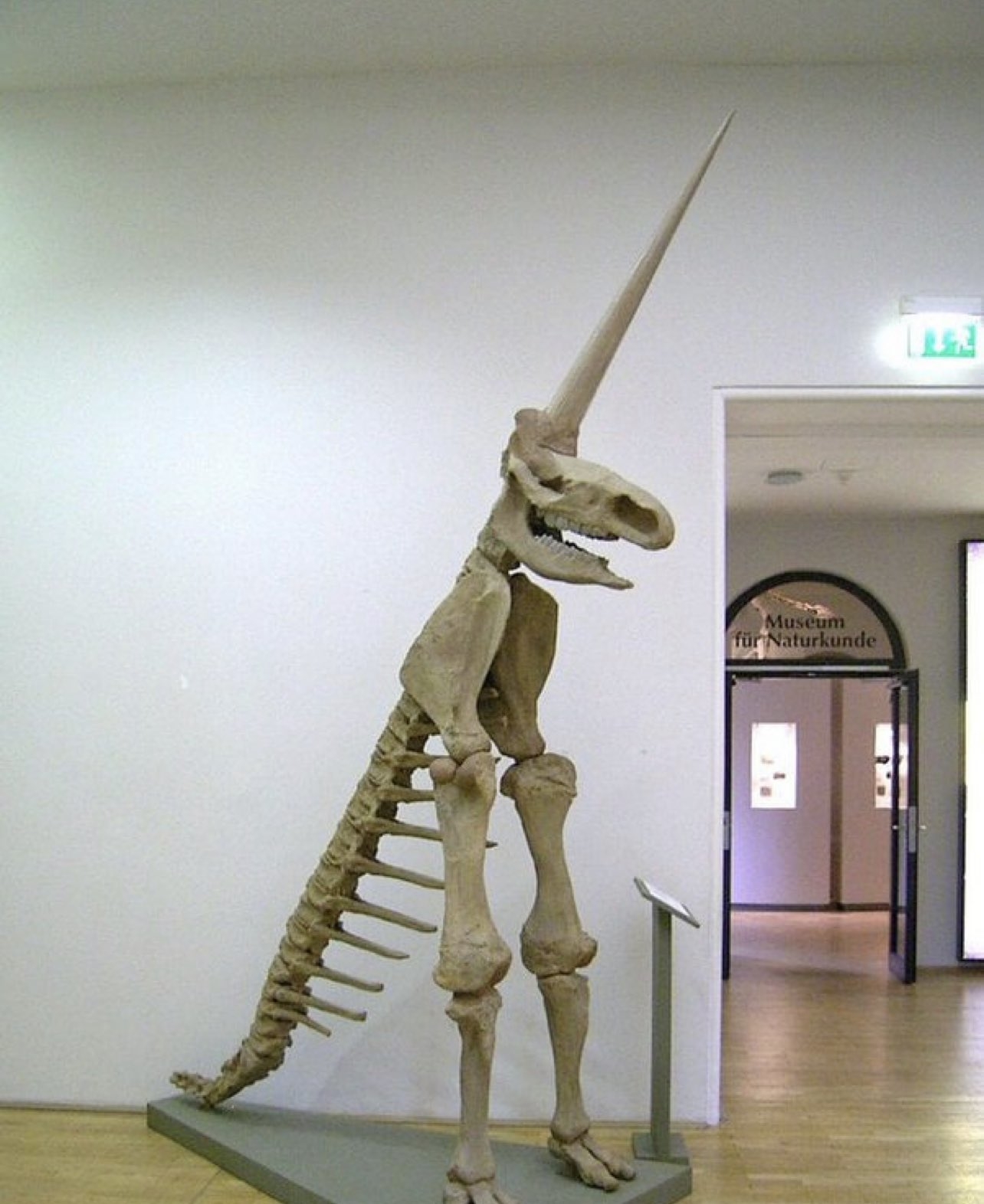 An upright skeleton showing a long spinal column, long front legs, rhino skull, and very long, thin horn