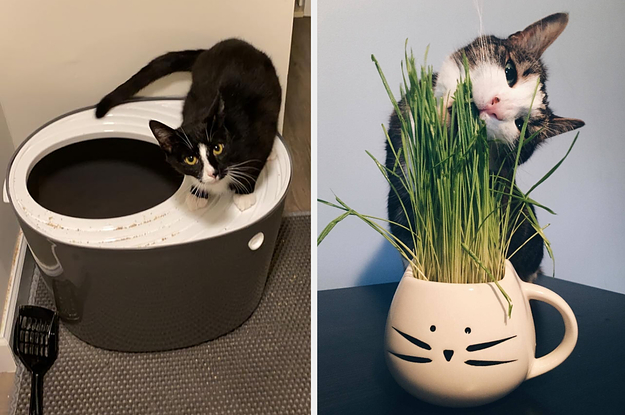 a cat standing on a top entry litter box / a cat chewing on cat grass growing in a white cat face mug