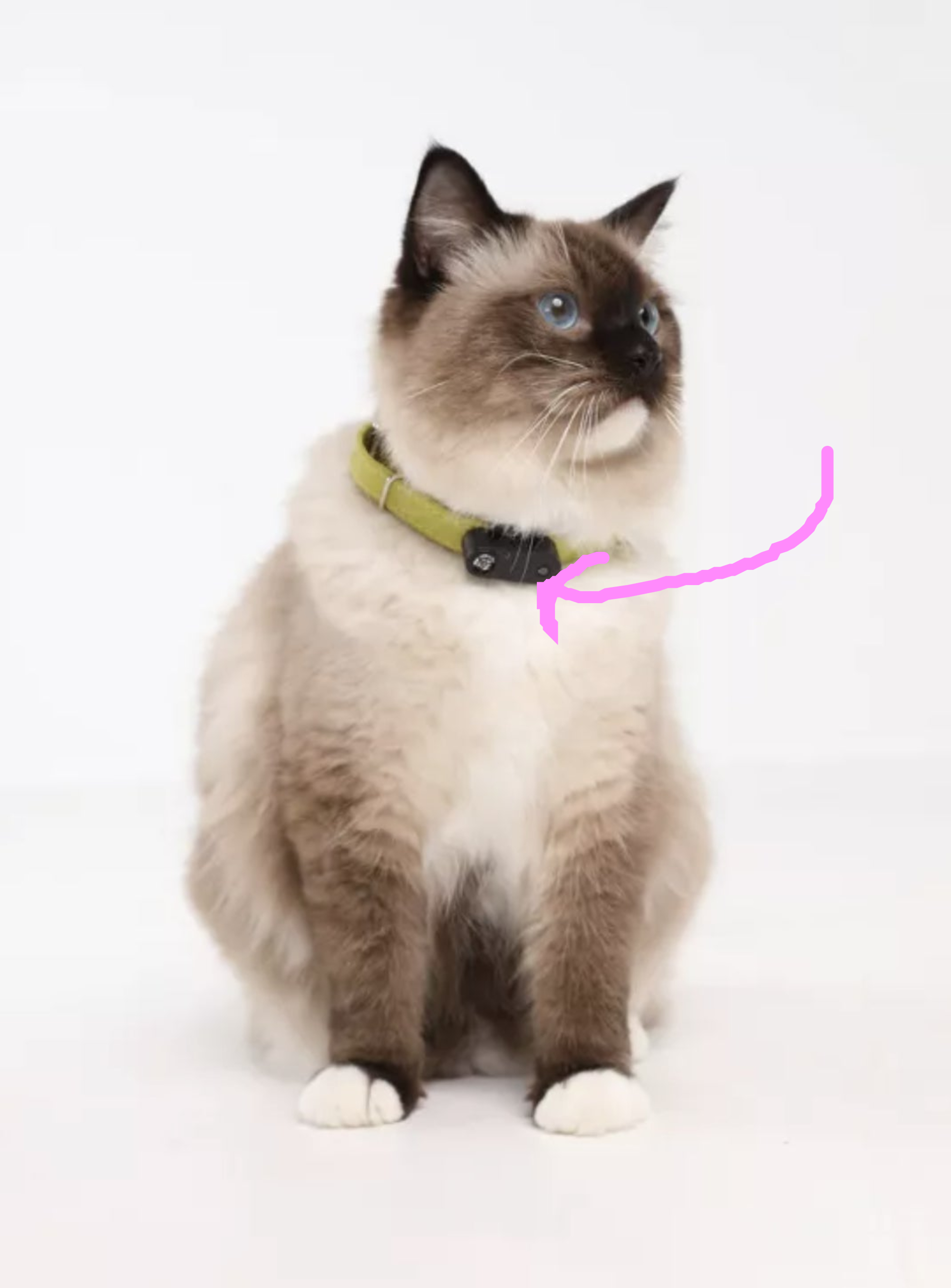 a cat wearing the collar