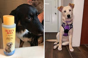 on left, black dog next to bottle of burt's bees tearless shampoo. on right, white dog wearing purple harness