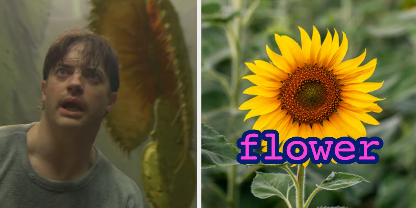 What's My Plant Personality? Plant Quiz