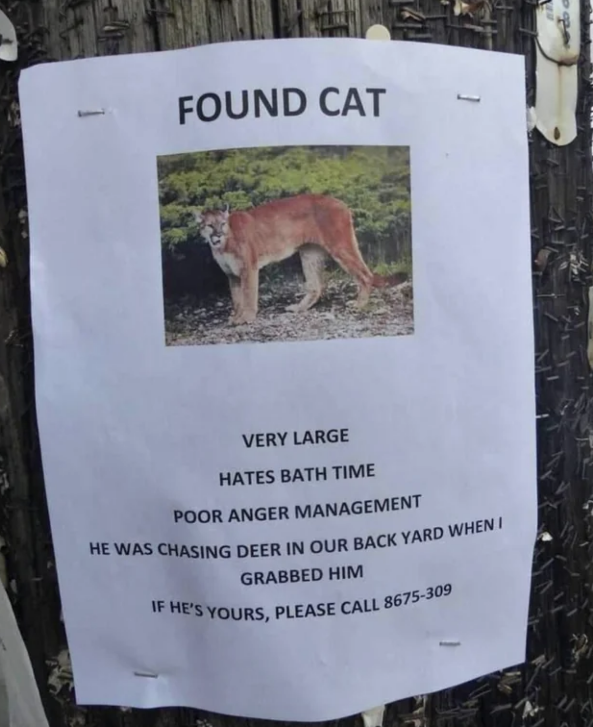 found cat poster has a photo of mountain lion