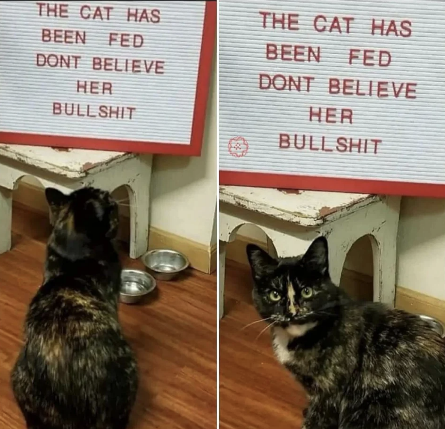 sign above the cat bowl says the cat has been fed don&#x27;t believe her bullshit