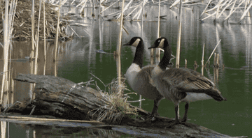 geese in a GIF with text that says  &quot;do  you think they fear us&quot;