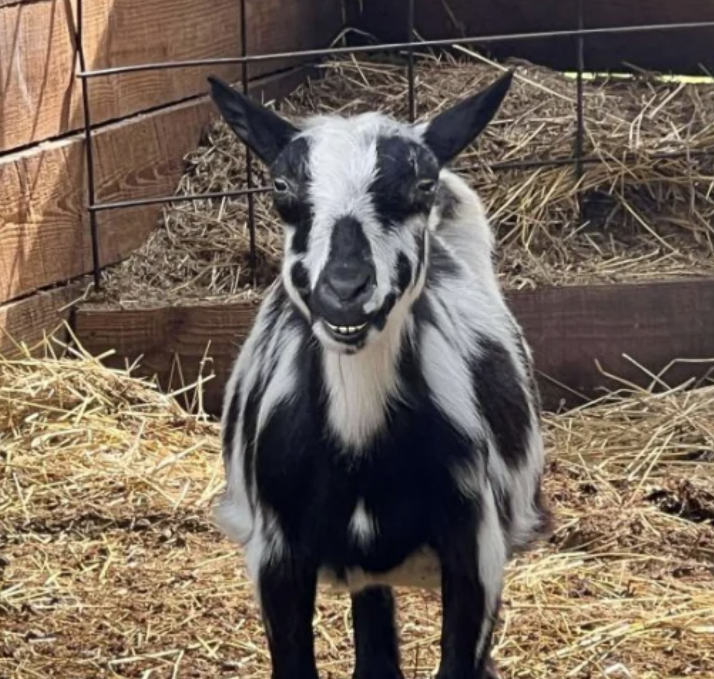 A smiling goat