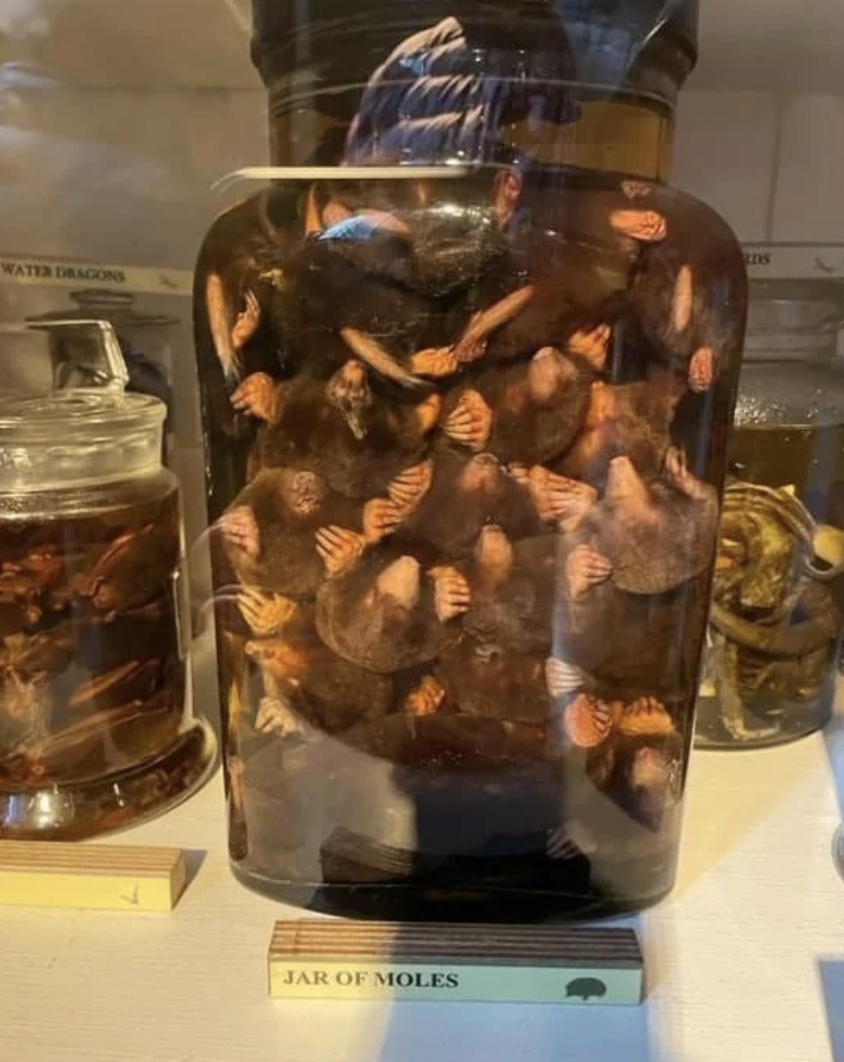 Jars with dead things