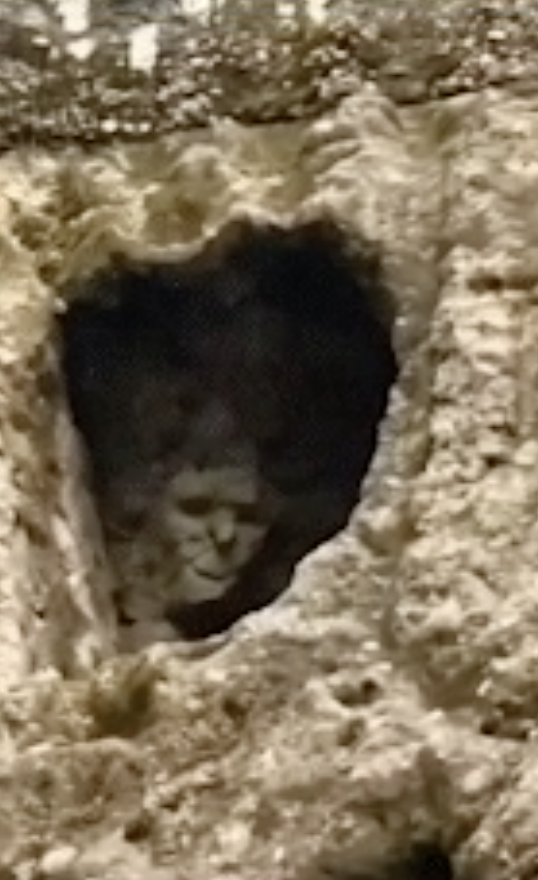 A face peeking out of a cave