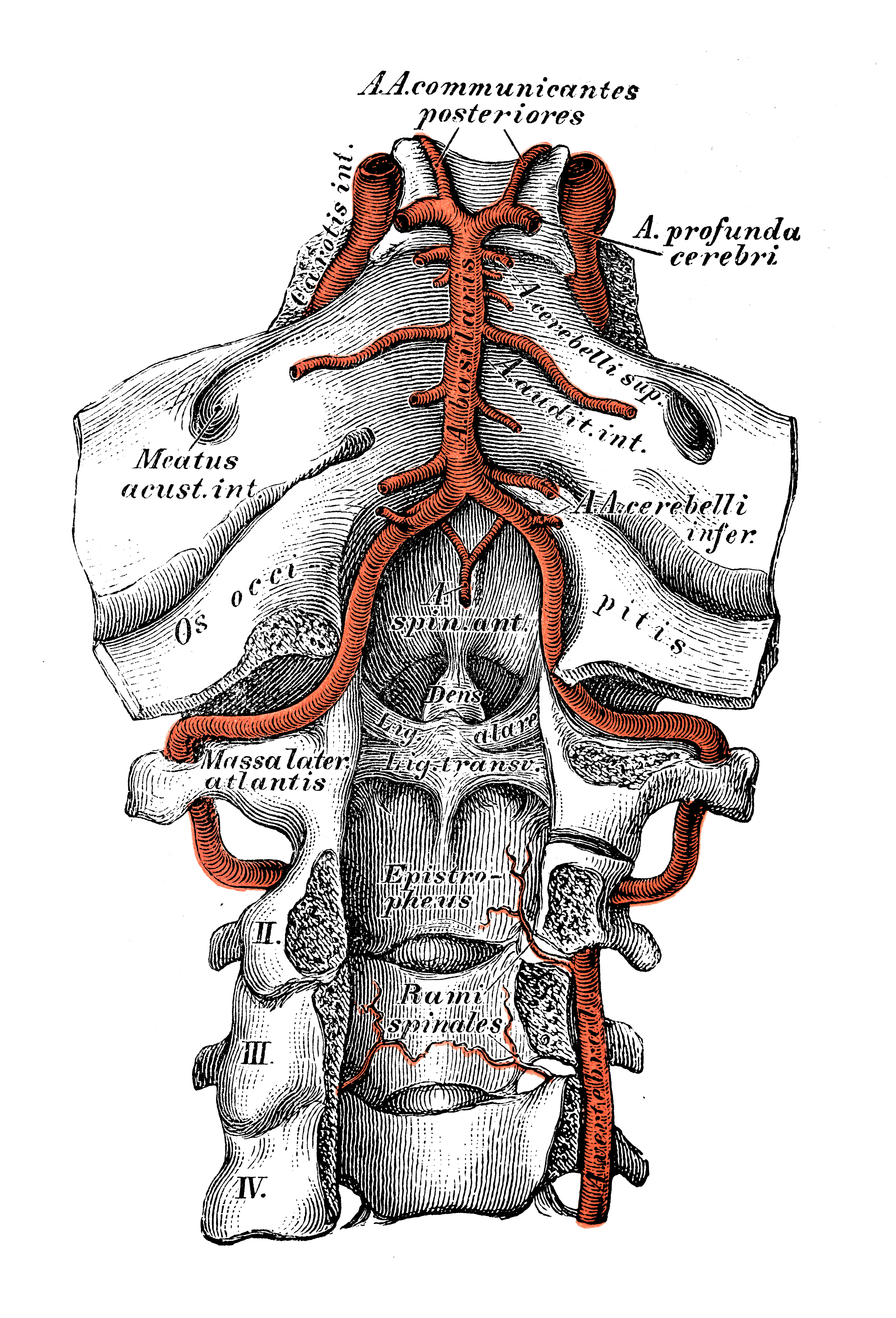 Anatomical drawing showing the vertebral arteries in the neck and spine