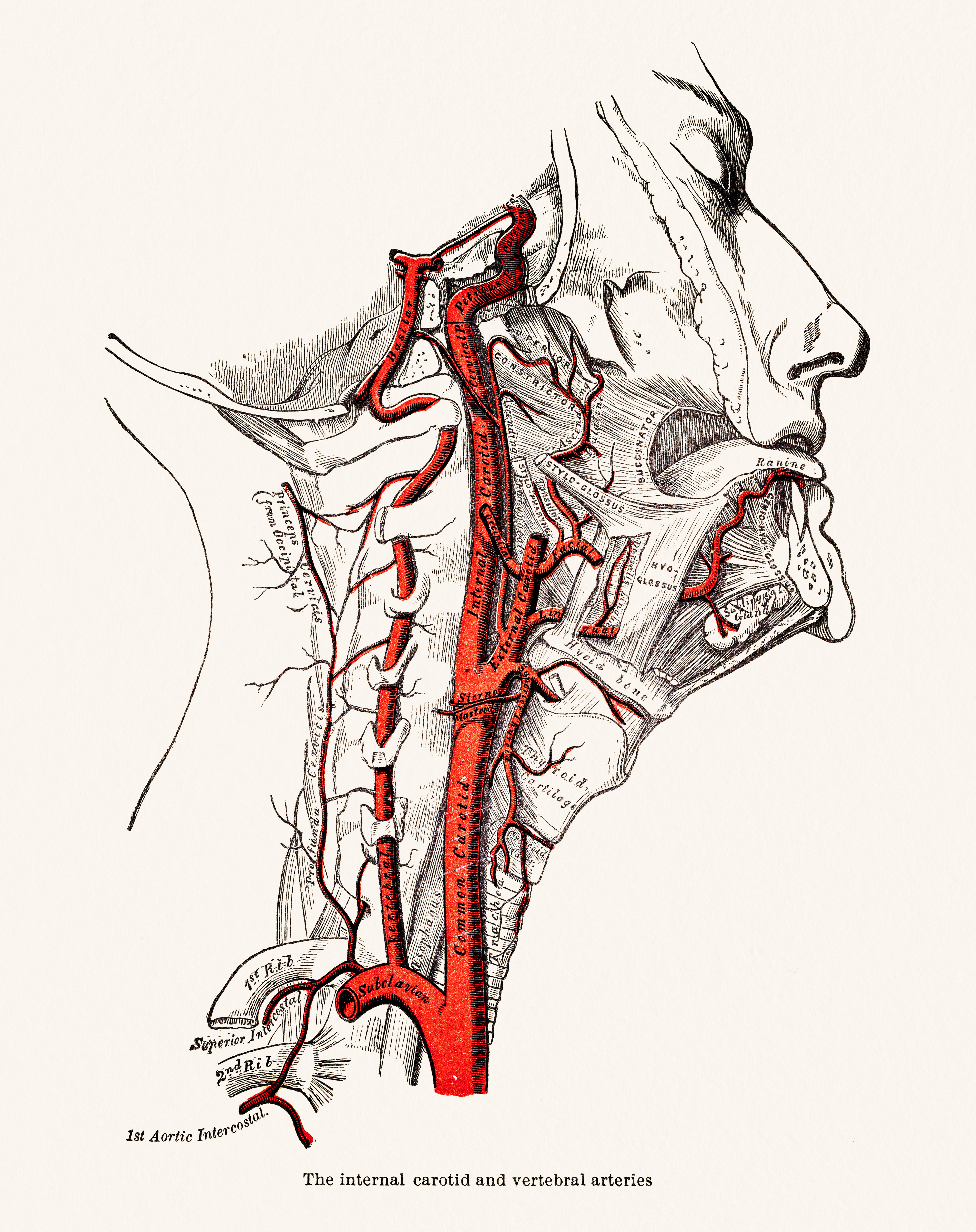 Anatomical drawing showing the carotid and vertebral arteries in the neck