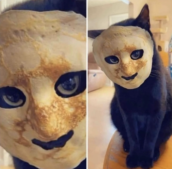 A pancake on a cat&#x27;s face