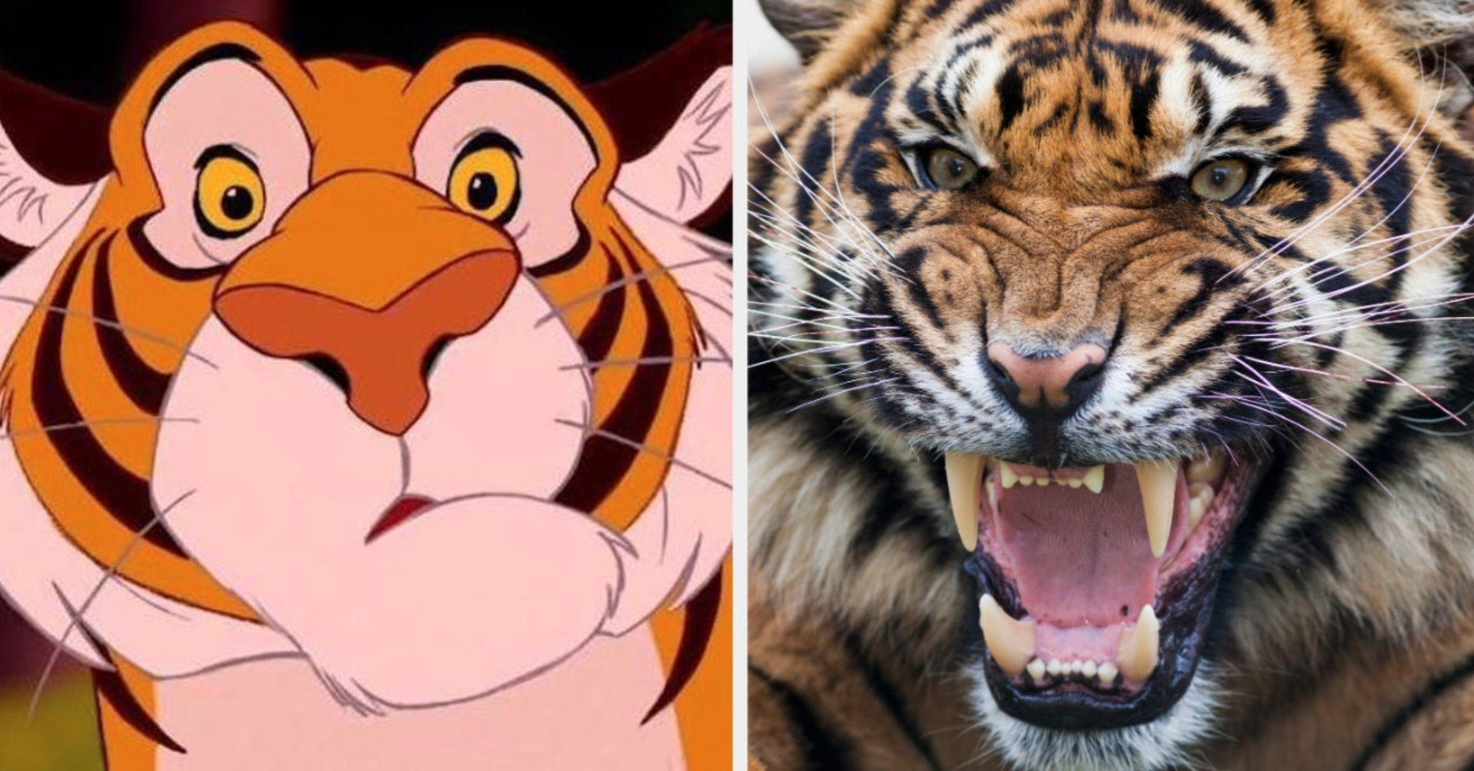 Wild Cat Personality Quiz