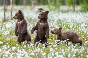 three baby bears standing in a flower field