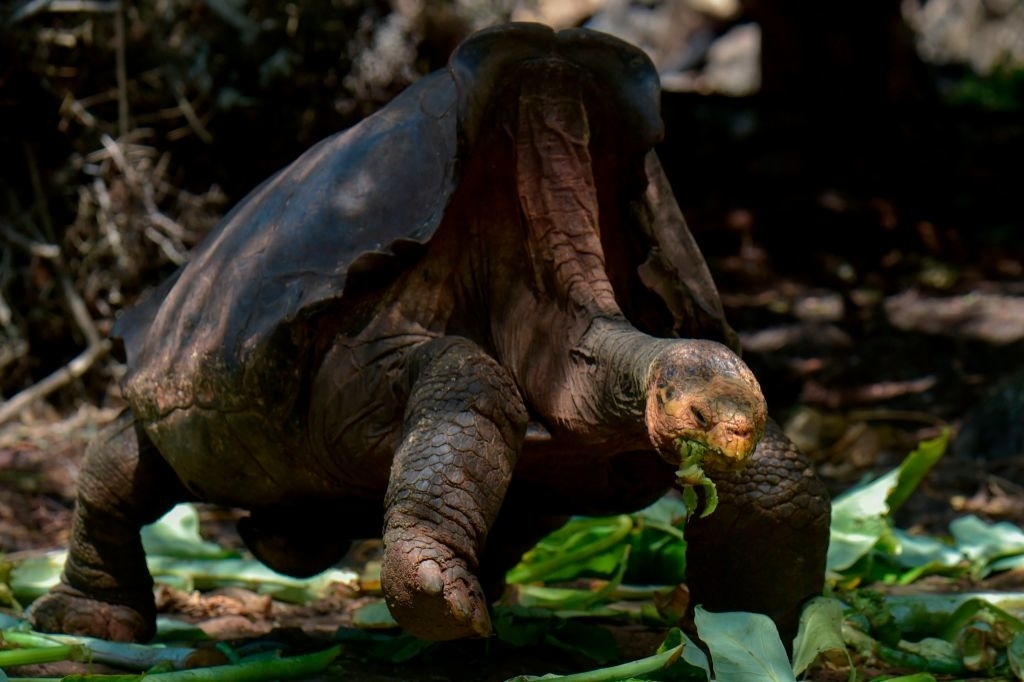 tortoise eating leaves