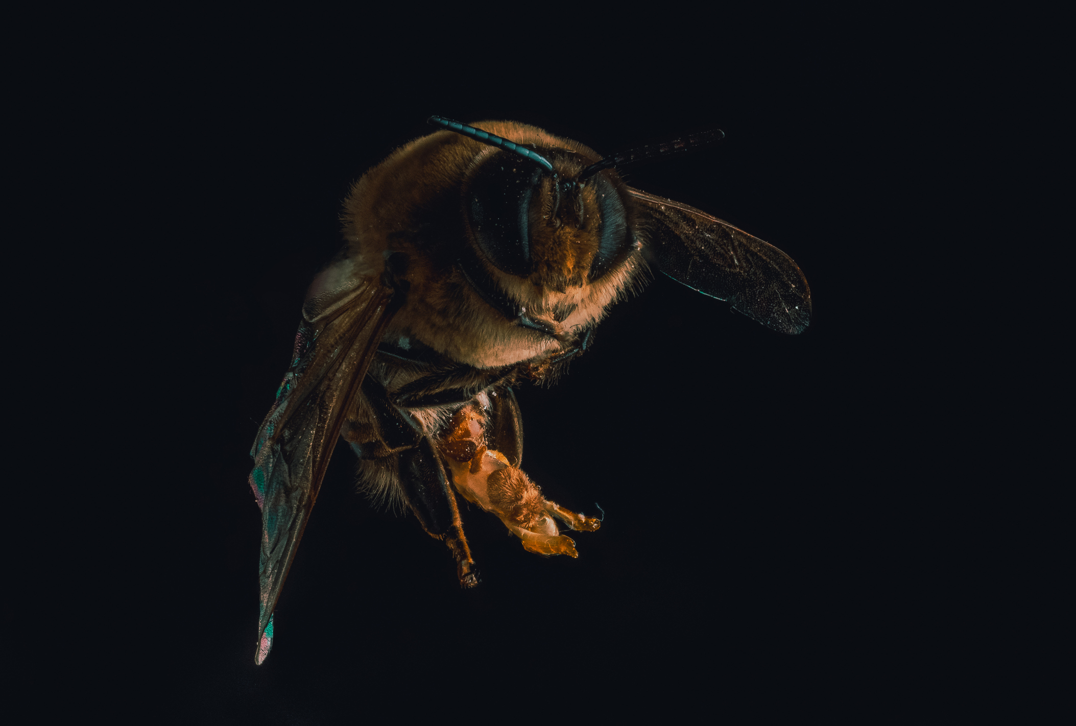 closeup of a bee in flight