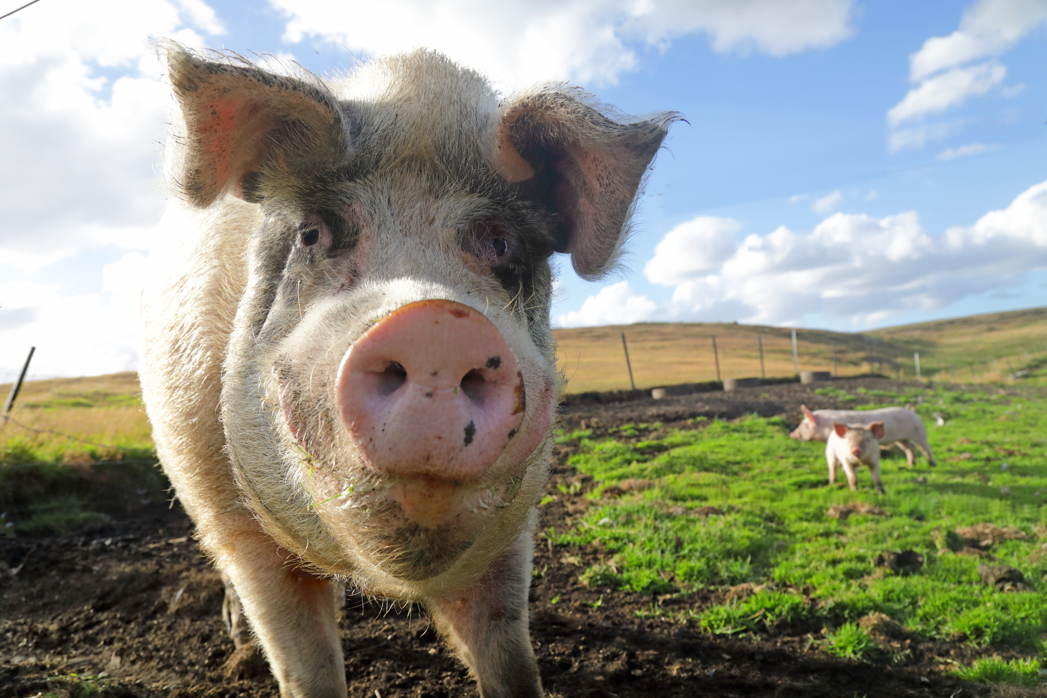 closeup of a pig on a farm