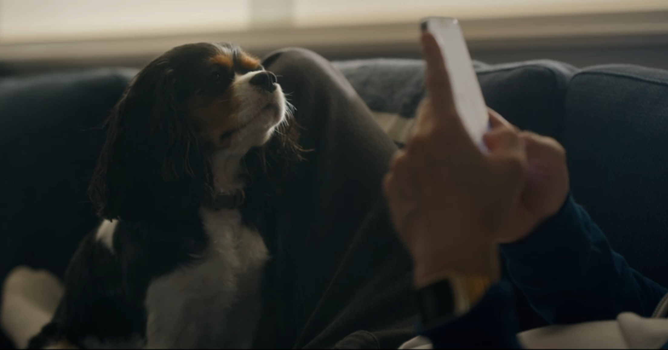 cavalier spaniel watching owner texting