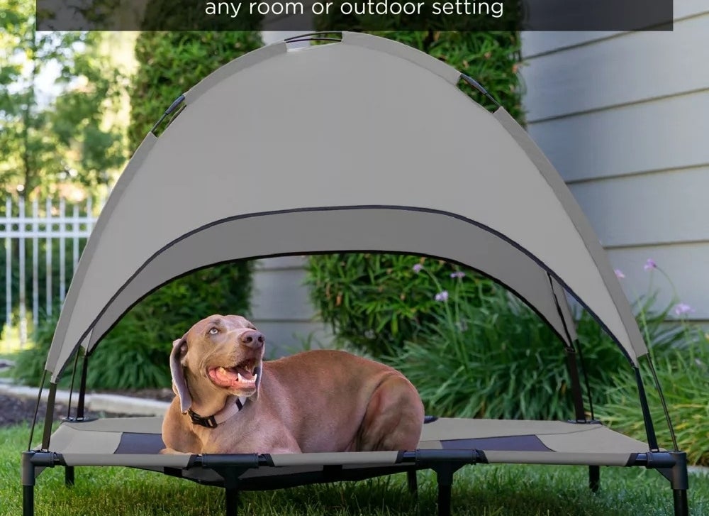 A dog outside in a canopy bed