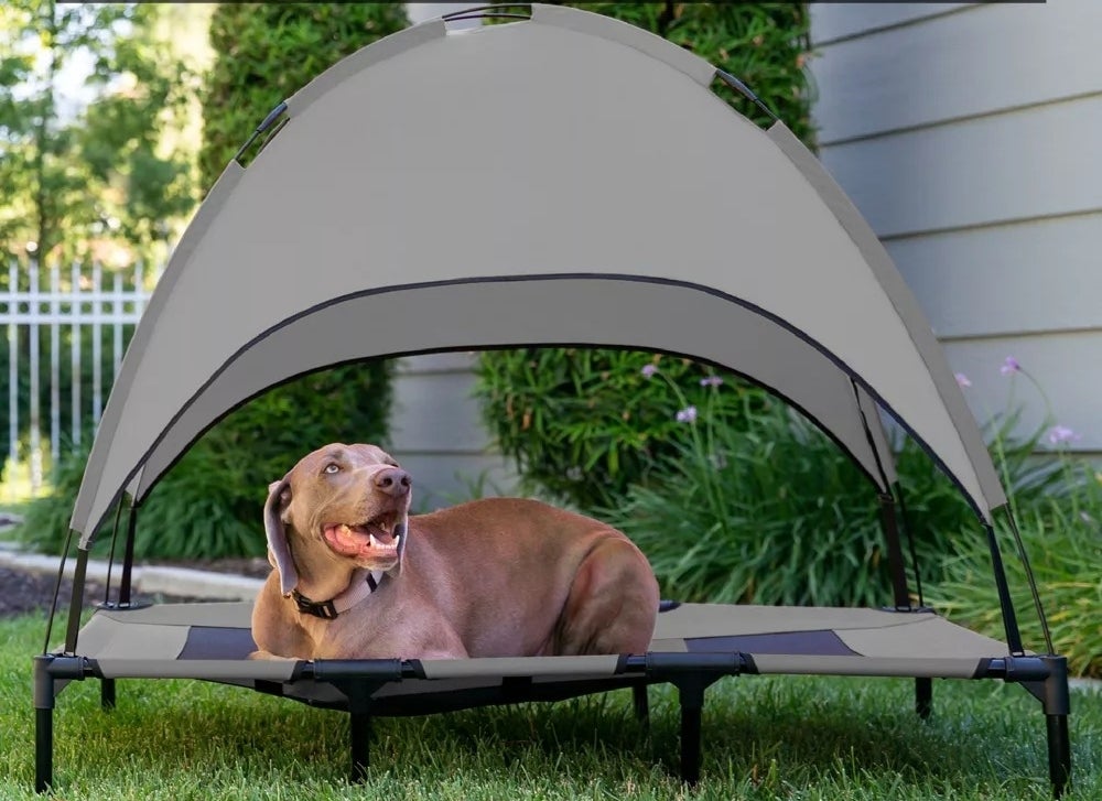 A dog outside in a canopy bed