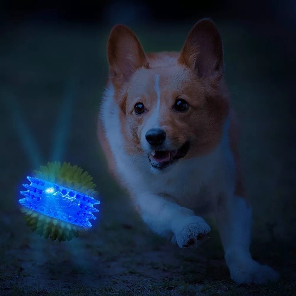 A dog and a light-up ball