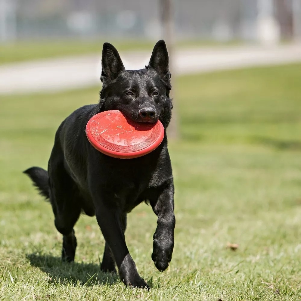 A dog with a red frisbee